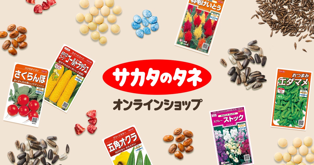 サカタのタネの株価動向まとめ　最新決算と今後の株価予想【証券コード1377】